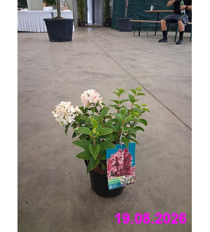 Hydrangea pan. 'Petite Star'® C 2,5 L